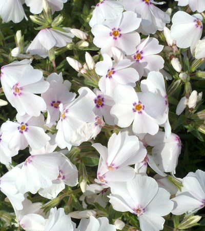 Creeping Phlox Amazing Grace